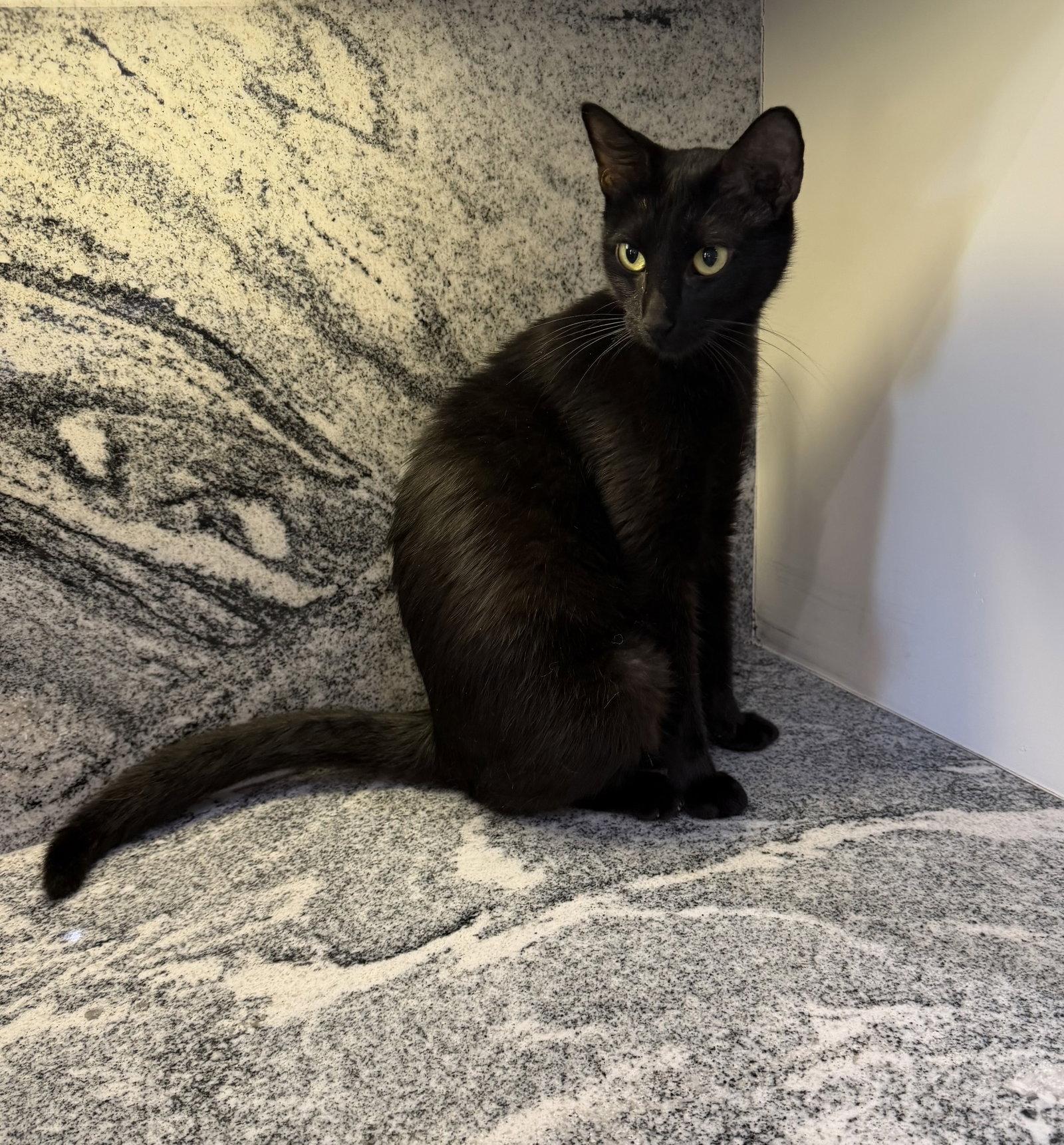 Royal Moon, a Adoptable Domestic Short Hair in Rosenberg, TX image 3/3