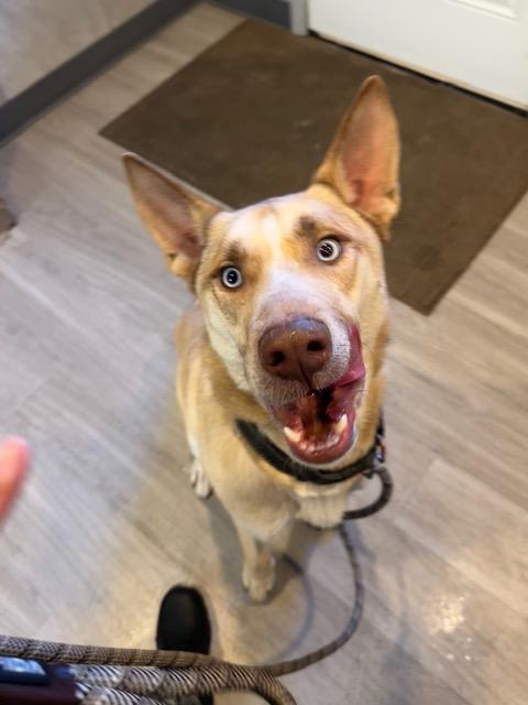 Ricky, ADOPTABLE, Young Male German Shepherd Dog & Husky.