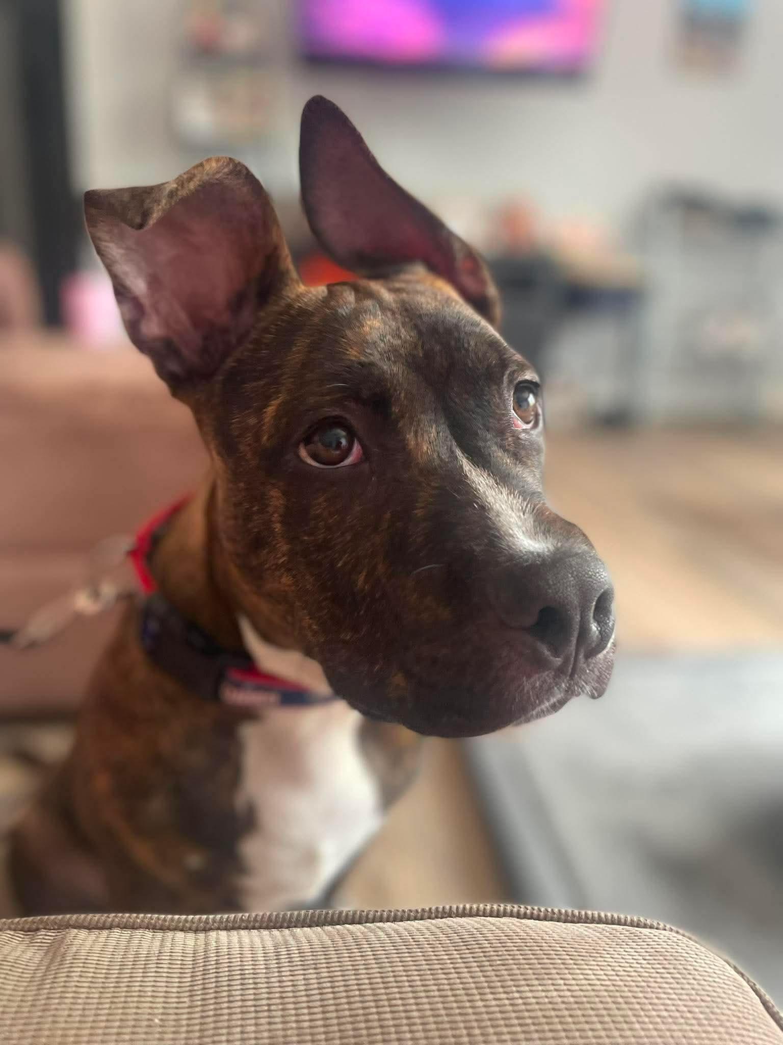 Trooper, a ADOPTABLE mixed breed in Jackson , NJ image 2/4