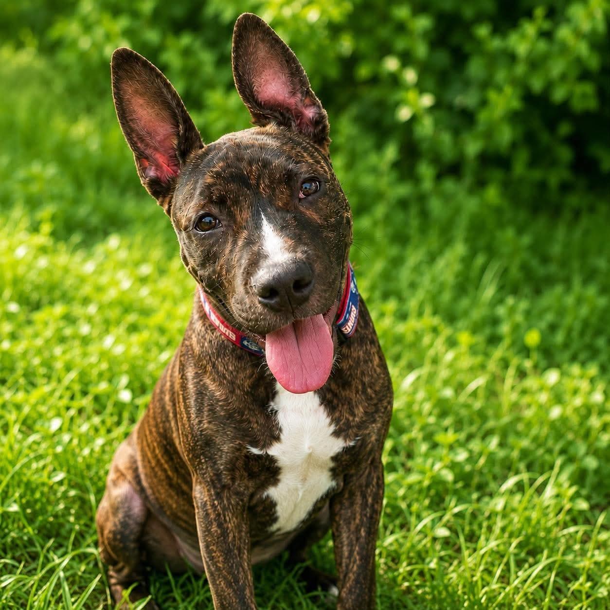 Trooper, ADOPTABLE, Puppy Male Pit Bull Terrier.