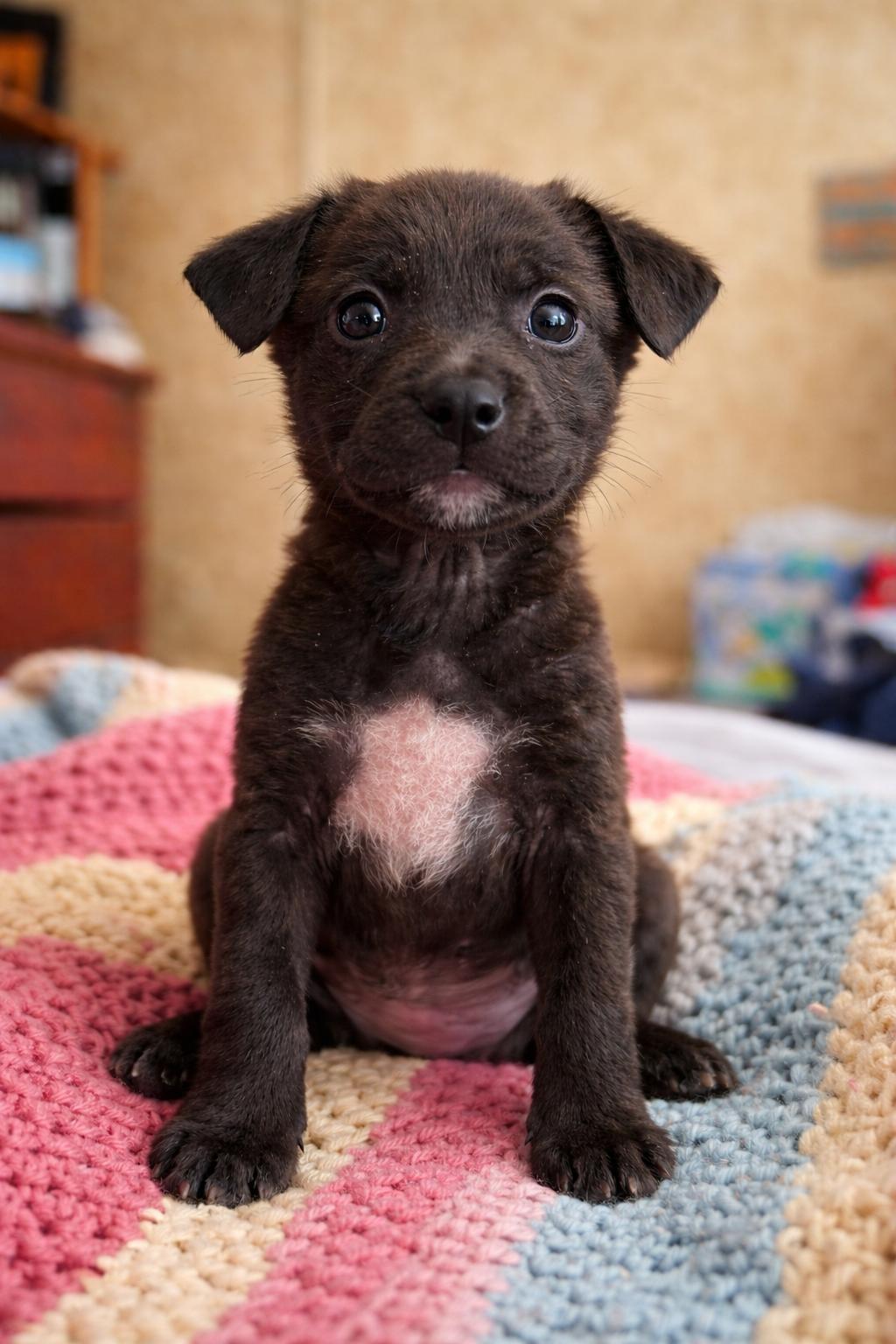 Enlarge Fancy, an adopted mixed breed in Hortense, GA image 1/3