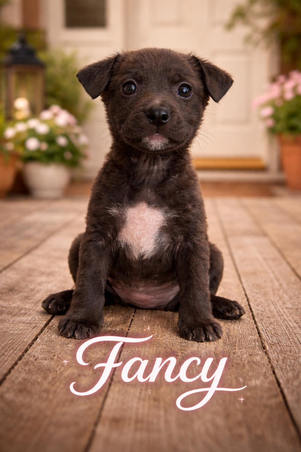 Enlarge Fancy, an adopted mixed breed in Hortense, GA image 2/3