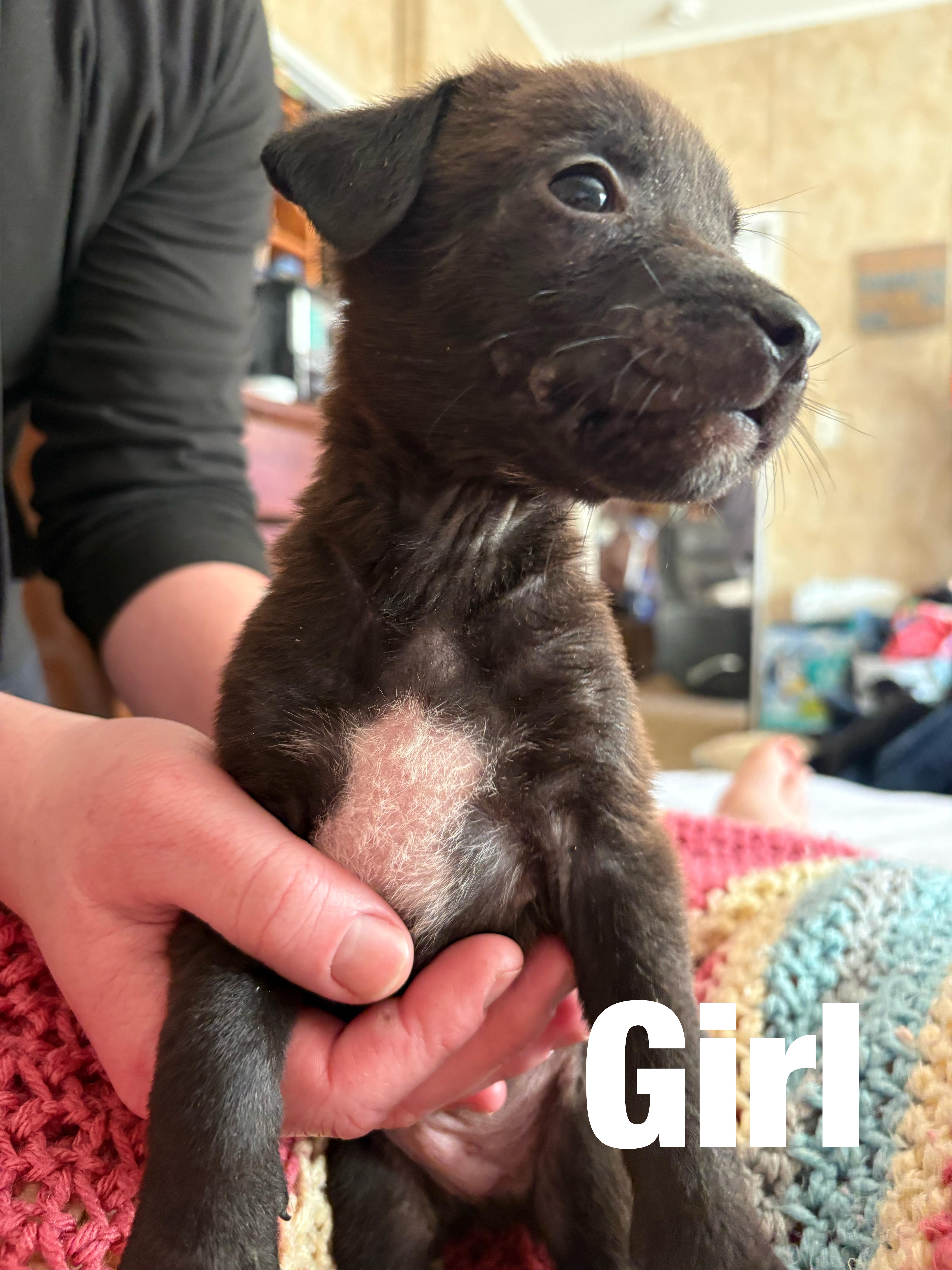 Enlarge Fancy, an adopted mixed breed in Hortense, GA image 3/3