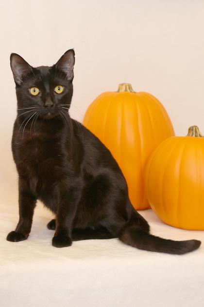 Maverick, Adoptable, Adult Male Domestic Short Hair & Domestic Short Hair.