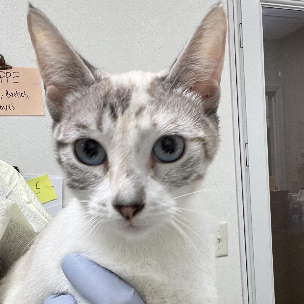 Marie, Adoptable, Young Female Siamese.