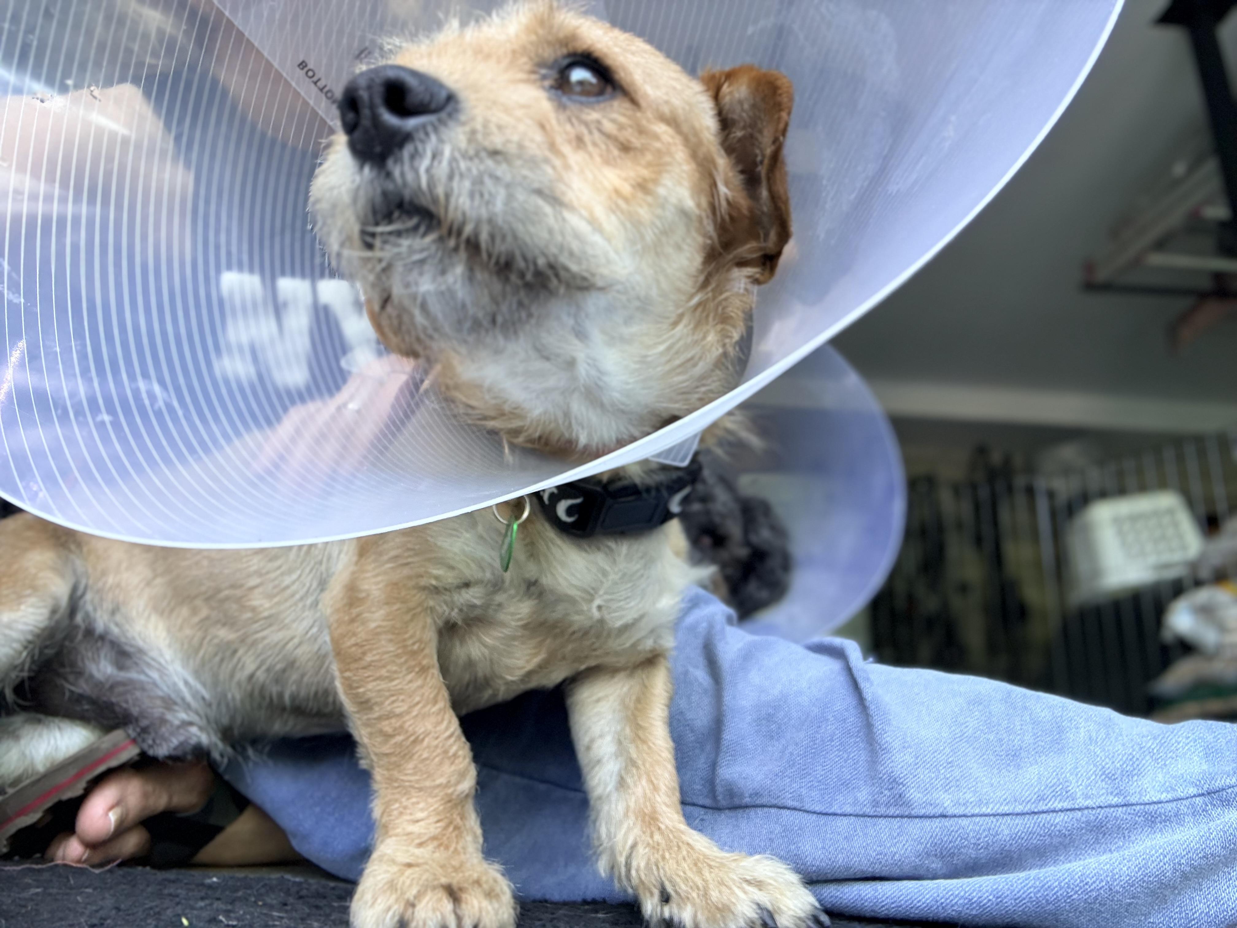 Enlarge LARRY, a ADOPTABLE mixed breed in los angeles, CA image 3/6