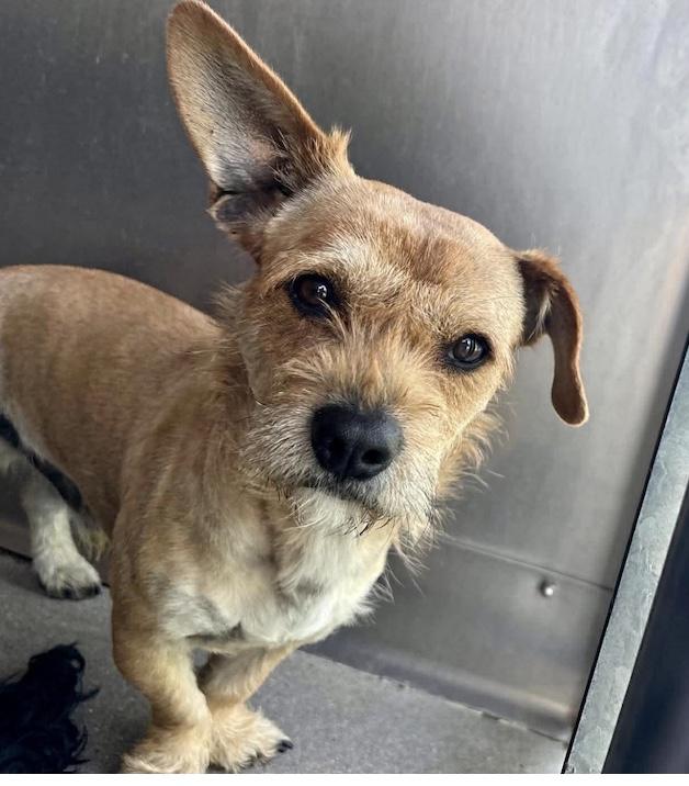 Enlarge LARRY, a ADOPTABLE mixed breed in los angeles, CA image 6/6