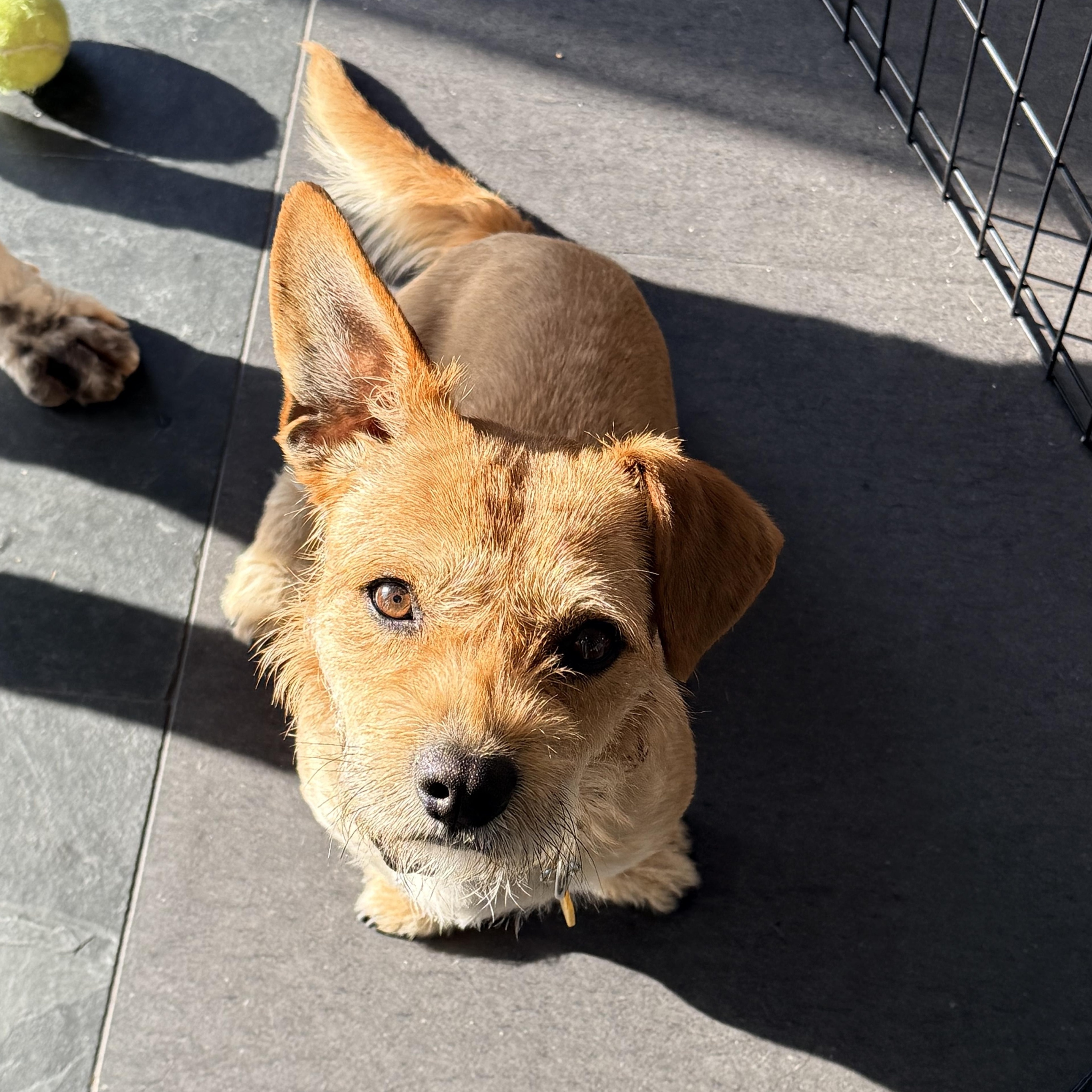 Enlarge LARRY, a ADOPTABLE mixed breed in los angeles, CA image 4/6