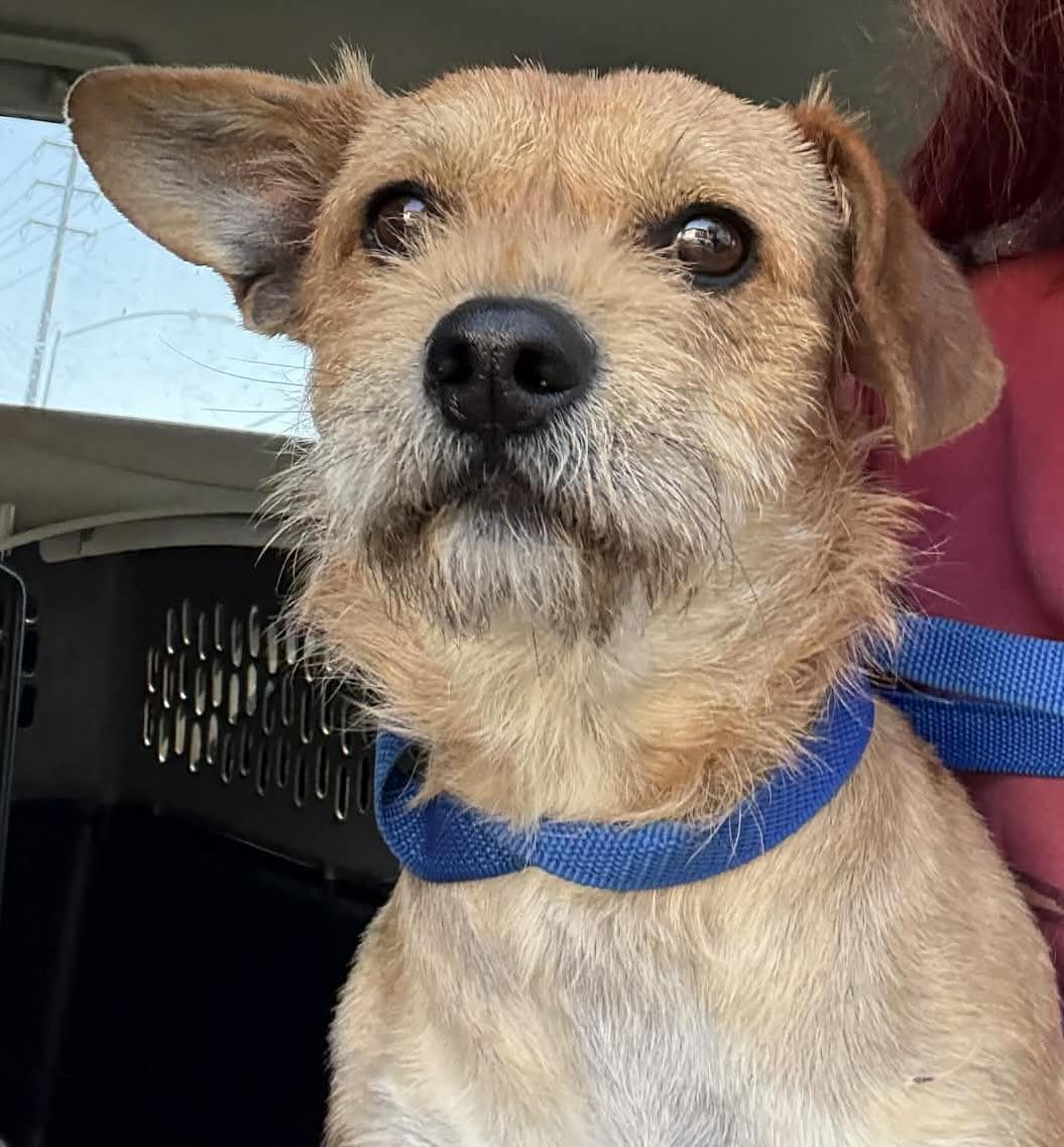 Enlarge LARRY, a ADOPTABLE mixed breed in los angeles, CA image 1/6