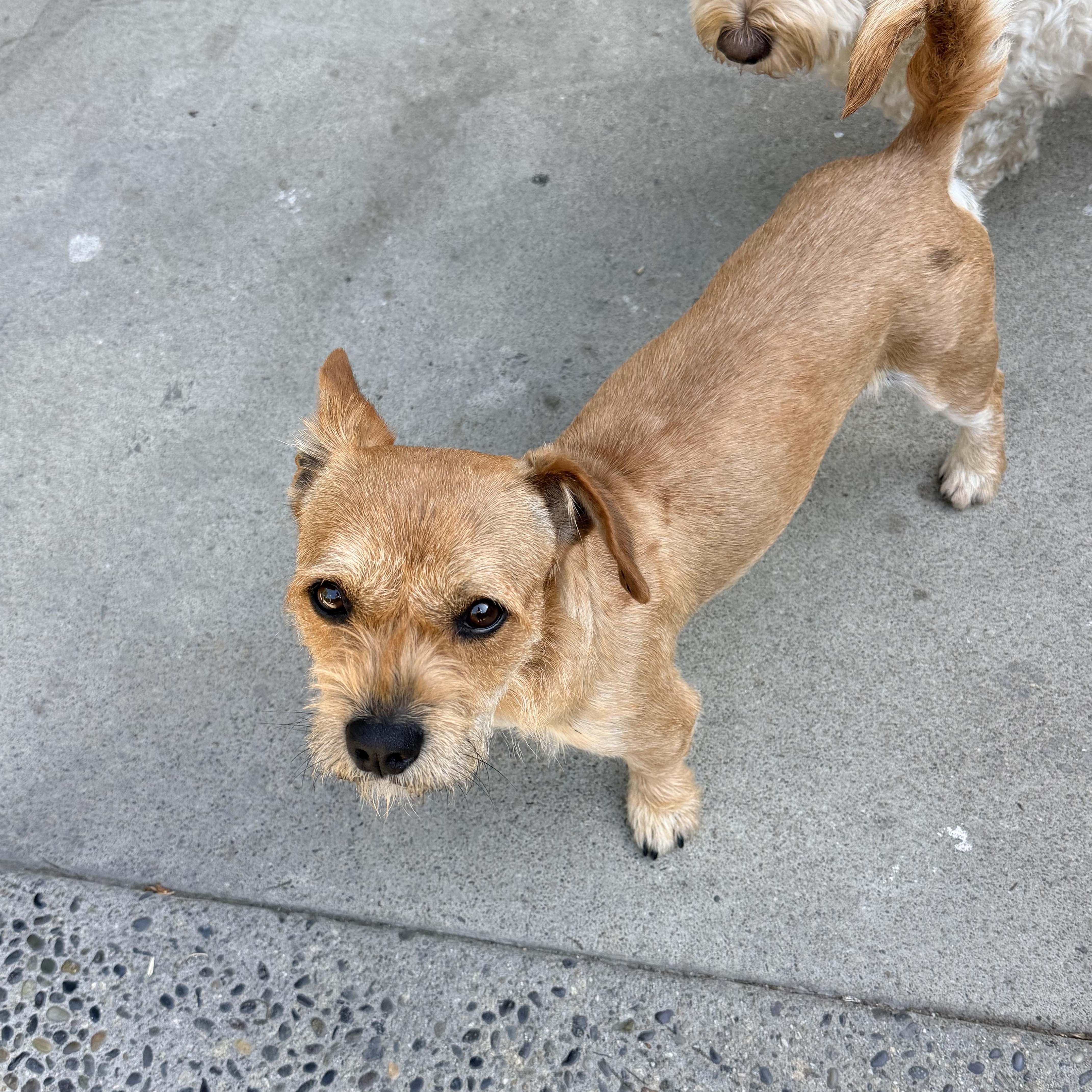 Enlarge LARRY, a ADOPTABLE mixed breed in los angeles, CA image 5/6