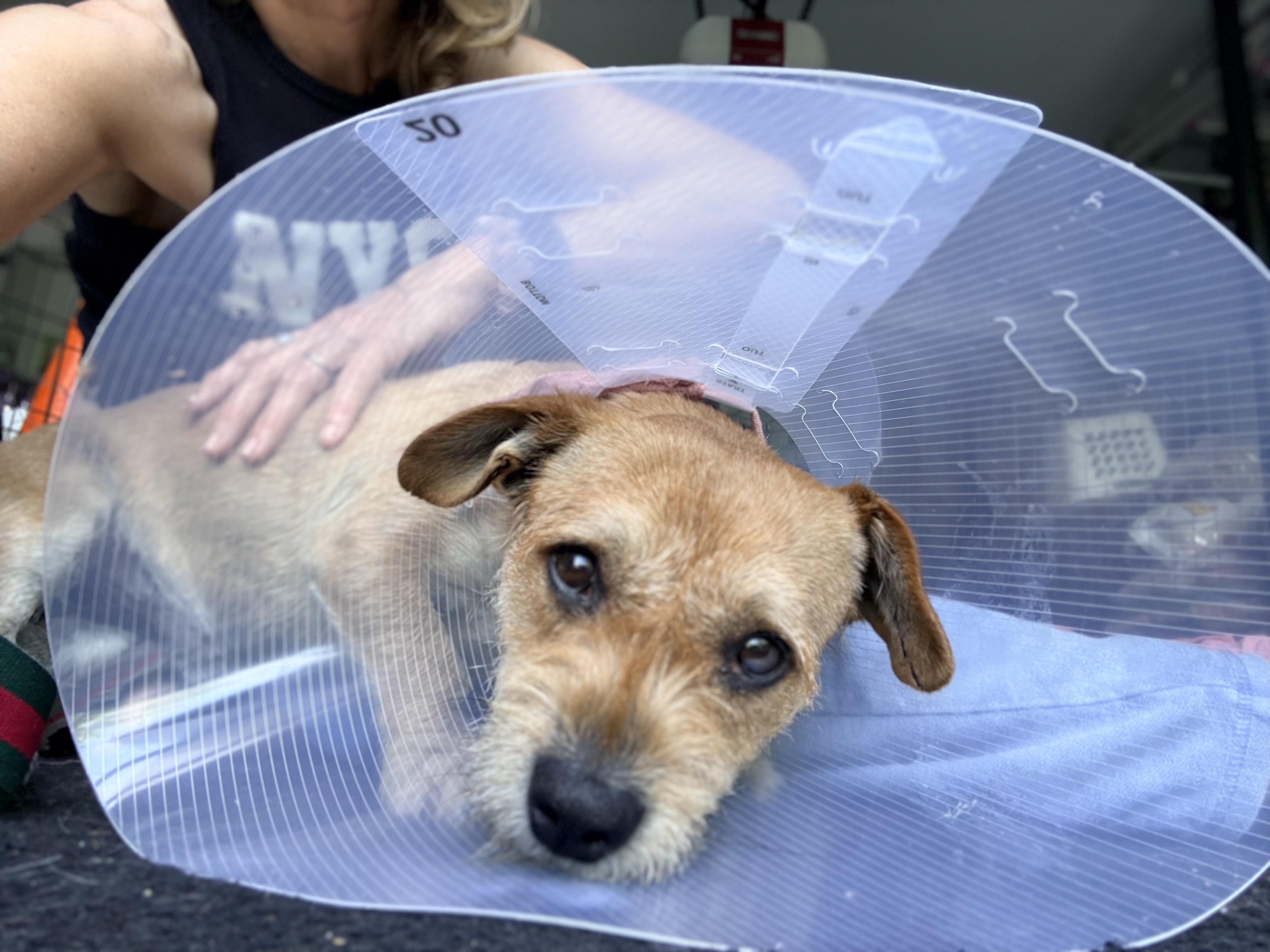 Enlarge LARRY, a ADOPTABLE mixed breed in los angeles, CA image 2/6