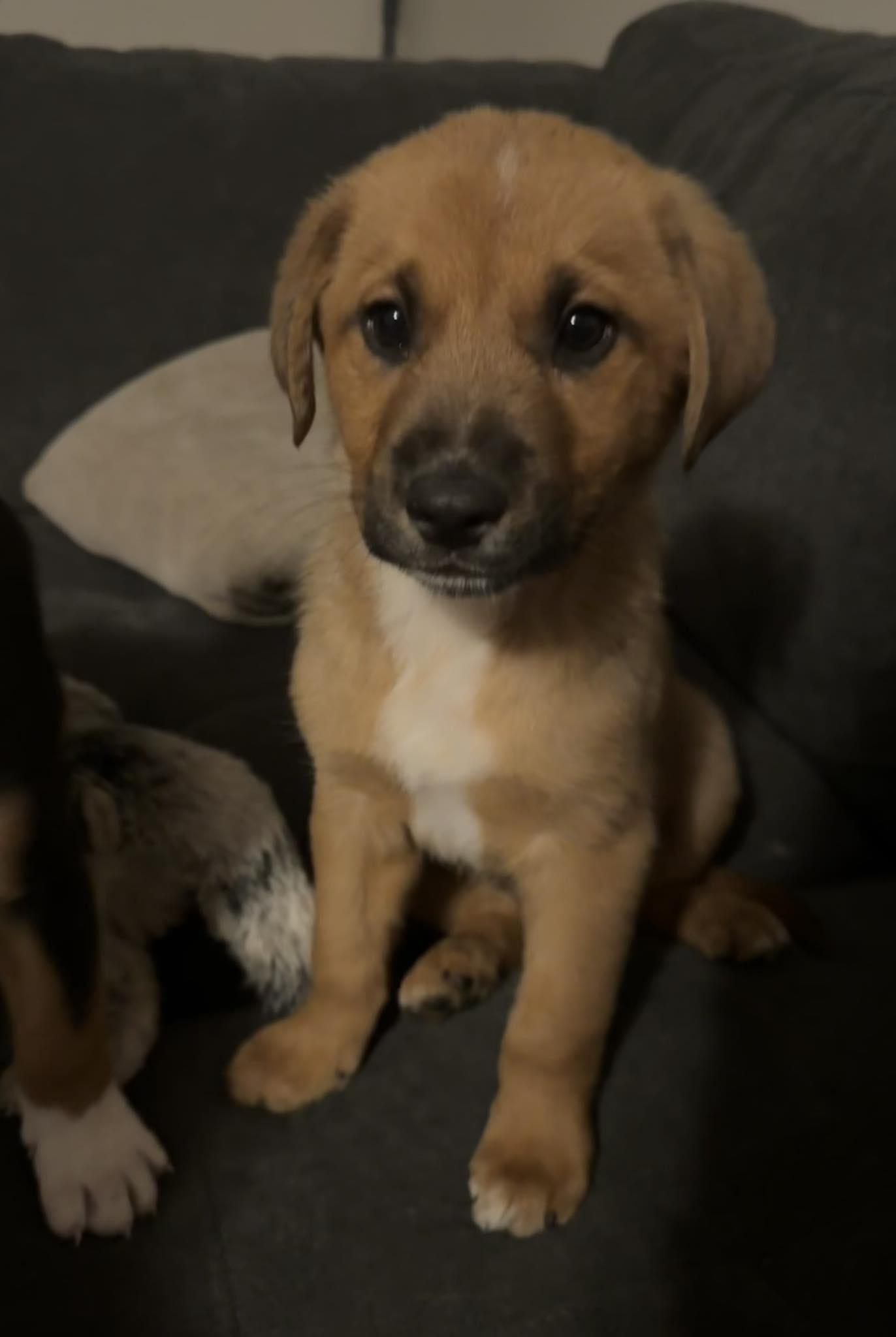 South, ADOPTABLE, Puppy Male Mixed Breed.