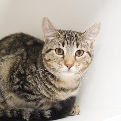 Freja, a Adoptable Domestic Short Hair in Verona, WI image 1/3