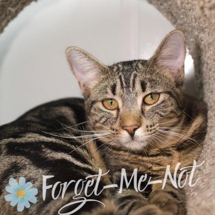 Freja, a Adoptable Domestic Short Hair in Verona, WI image 2/3