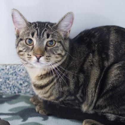 Freja, a Adoptable Domestic Short Hair in Verona, WI image 3/3