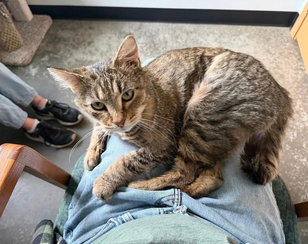 Britt, Adoptable, Adult Male Domestic Short Hair.