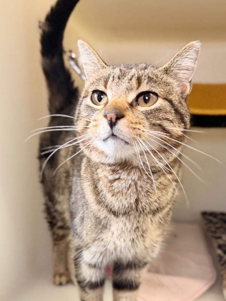 Enlarge Britt, a Adoptable mixed breed in Menomonie, WI image 1/1