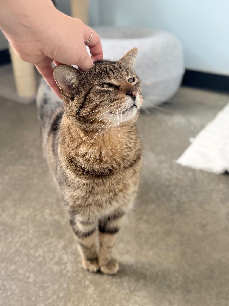 Enlarge Britt, a Adoptable mixed breed in Menomonie, WI image 2/2