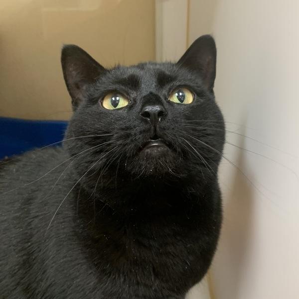 Lilith, a Adoptable mixed breed in Salisbury, MD image 1/2