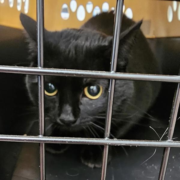 Enlarge Lilith, a Adoptable mixed breed in Salisbury, MD image 2/2