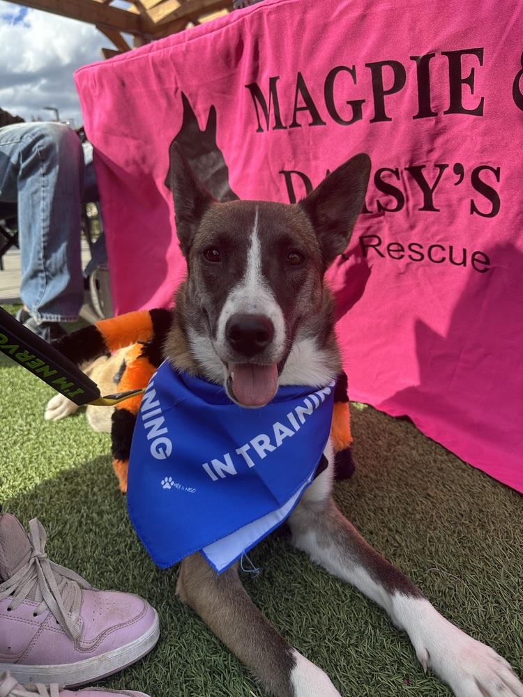 Misty, a Adoptable mixed breed in Carrollton, VA image 1/6