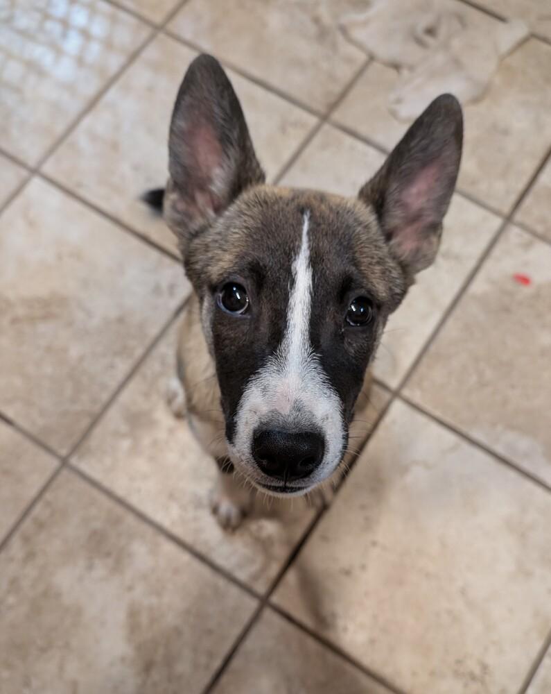 Misty, a Adoptable mixed breed in Carrollton, VA image 2/6