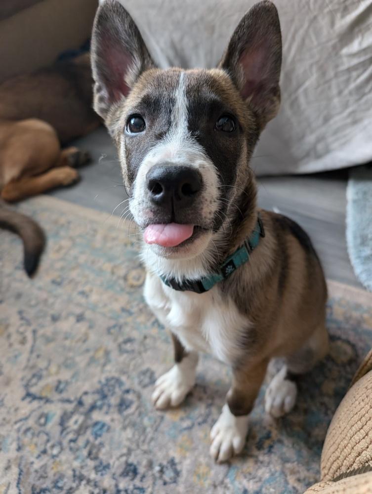 Misty, a Adoptable mixed breed in Carrollton, VA image 4/6