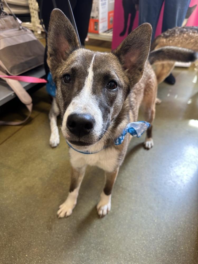 Misty, a Adoptable mixed breed in Carrollton, VA image 6/6