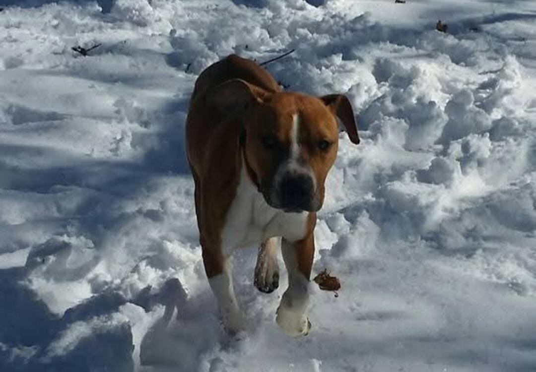 Charlie, ADOPTABLE, Adult Male Pit Bull Terrier & Beagle.