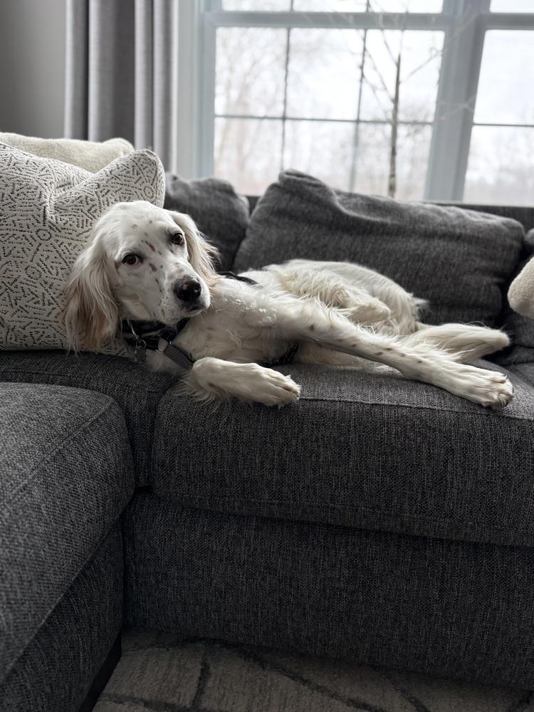Available - Charlie, a Adoptable English Setter in Havertown, PA image 1/6