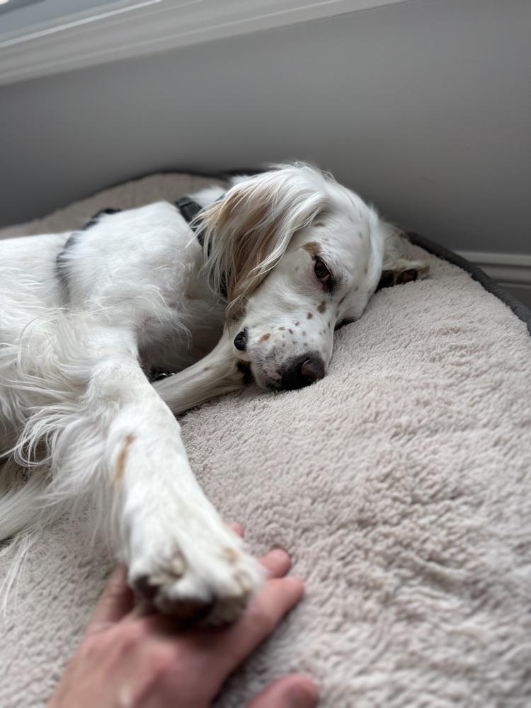 Available - Charlie, a Adoptable English Setter in Havertown, PA image 2/6