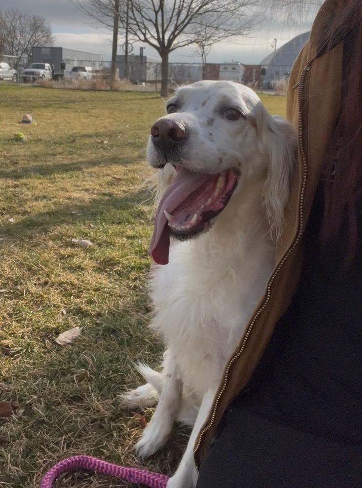 Available - Charlie, a Adoptable English Setter in Havertown, PA image 3/6