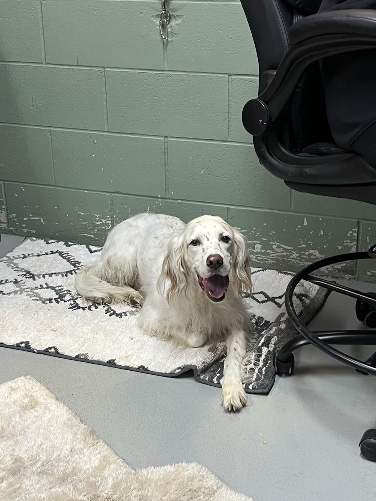 Available - Charlie, a Adoptable English Setter in Havertown, PA image 4/6