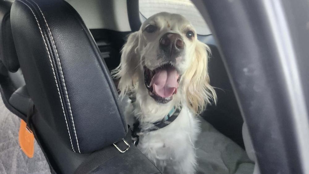 Available - Charlie, a Adoptable English Setter in Havertown, PA image 5/6