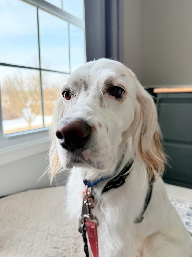 Available - Charlie, a Adoptable English Setter in Havertown, PA image 6/6