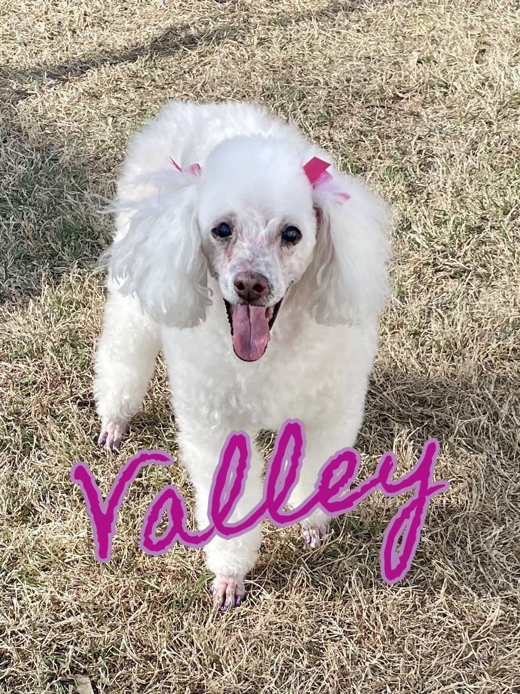 Valley Girl in Texarkana TX
