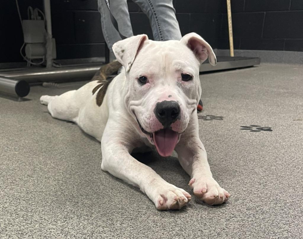 DOPEY, Adoptable, Young Male Pit Bull Terrier & English Bulldog.