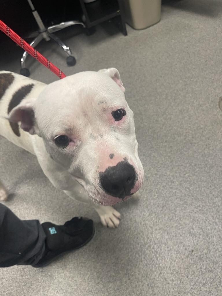 DOPEY, a Adoptable mixed breed in Fremont, OH image 2/2