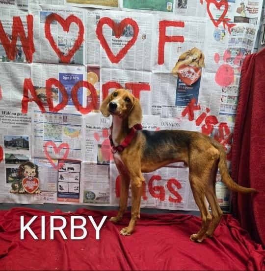 Kirby, Adoptable, Adult Male Hound.