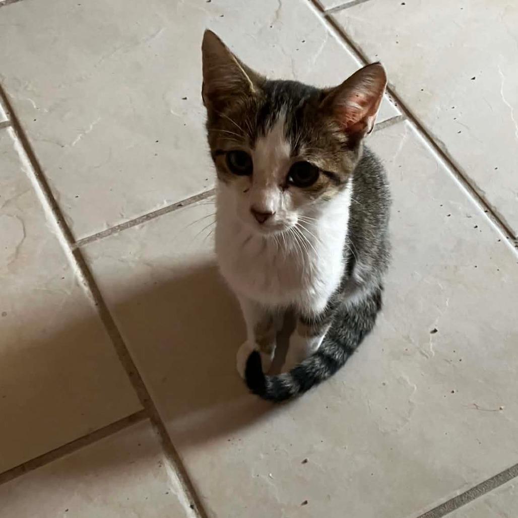 Yalex, Adoptable, Kitten Male Domestic Short Hair.