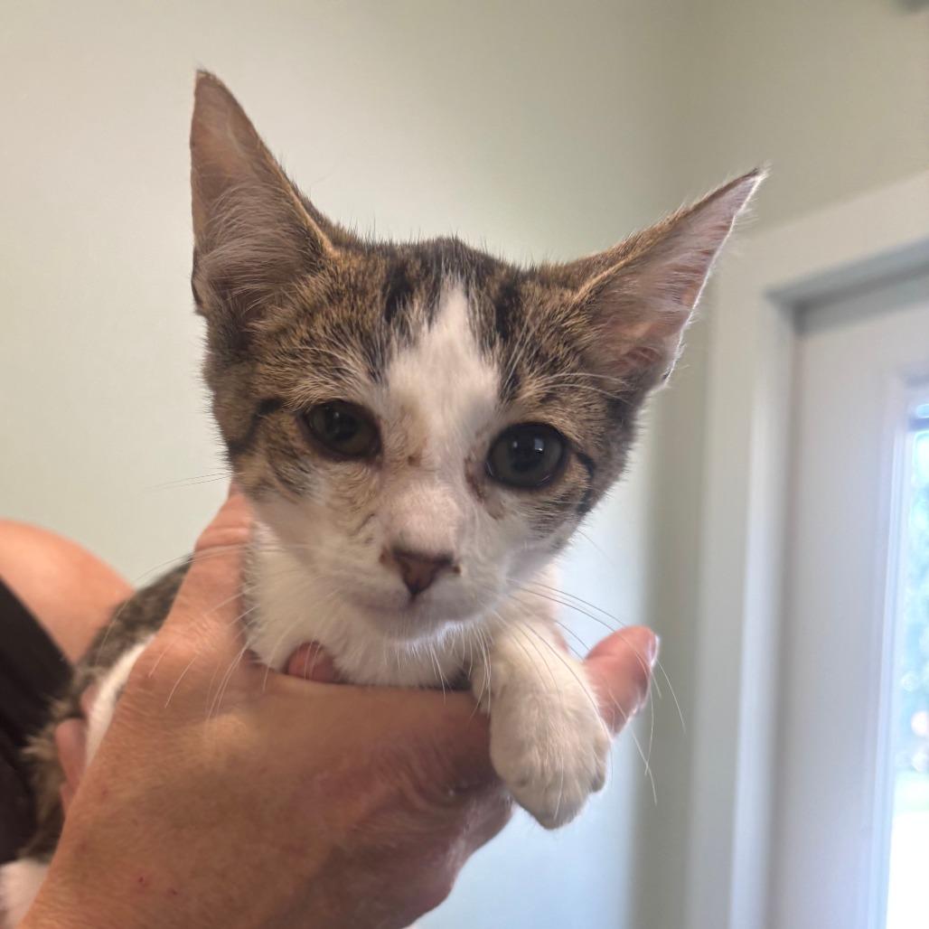 Enlarge Yalex, a Adoptable Domestic Short Hair in Jasper, IN image 2/4