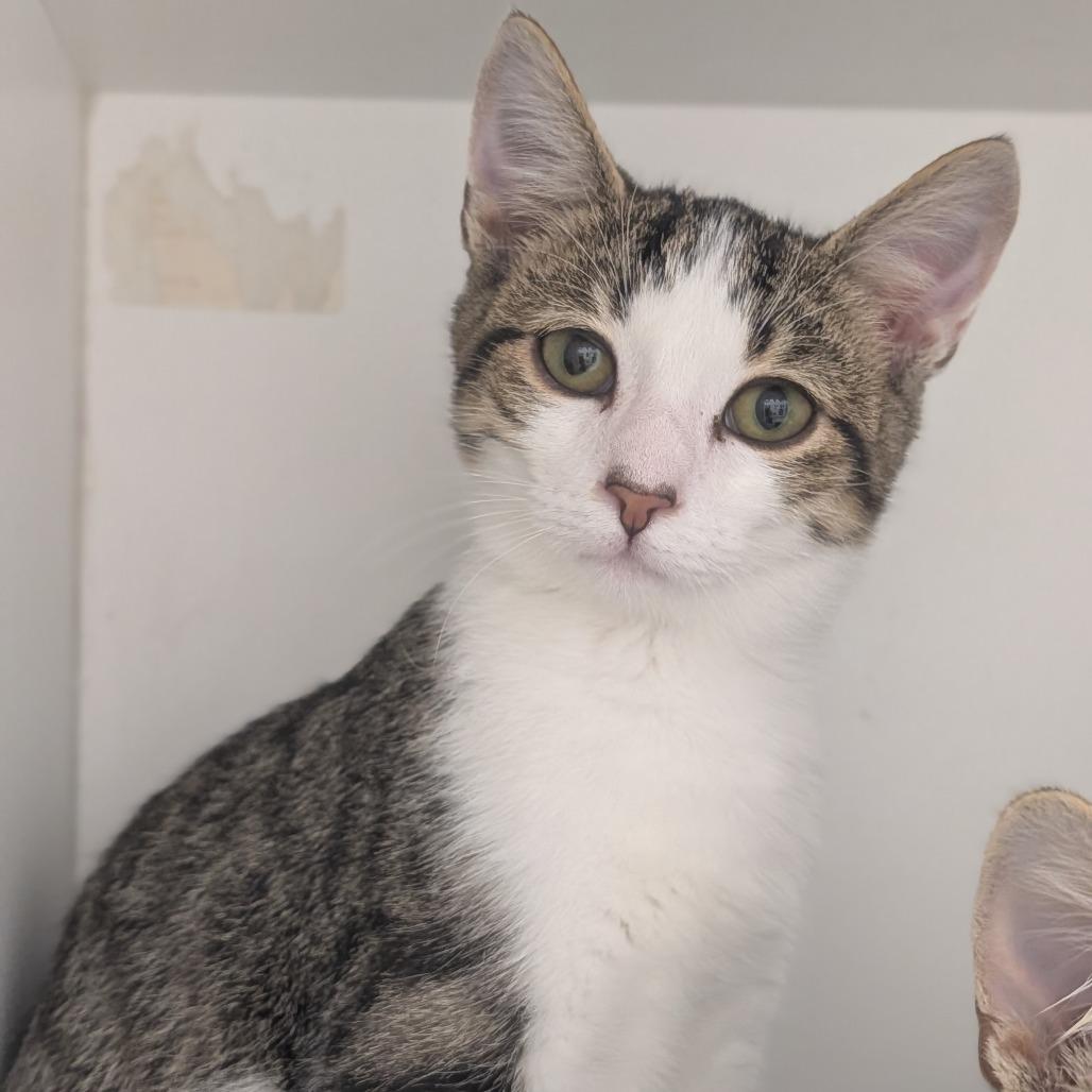 Enlarge Yalex, a Adoptable Domestic Short Hair in Jasper, IN image 3/4