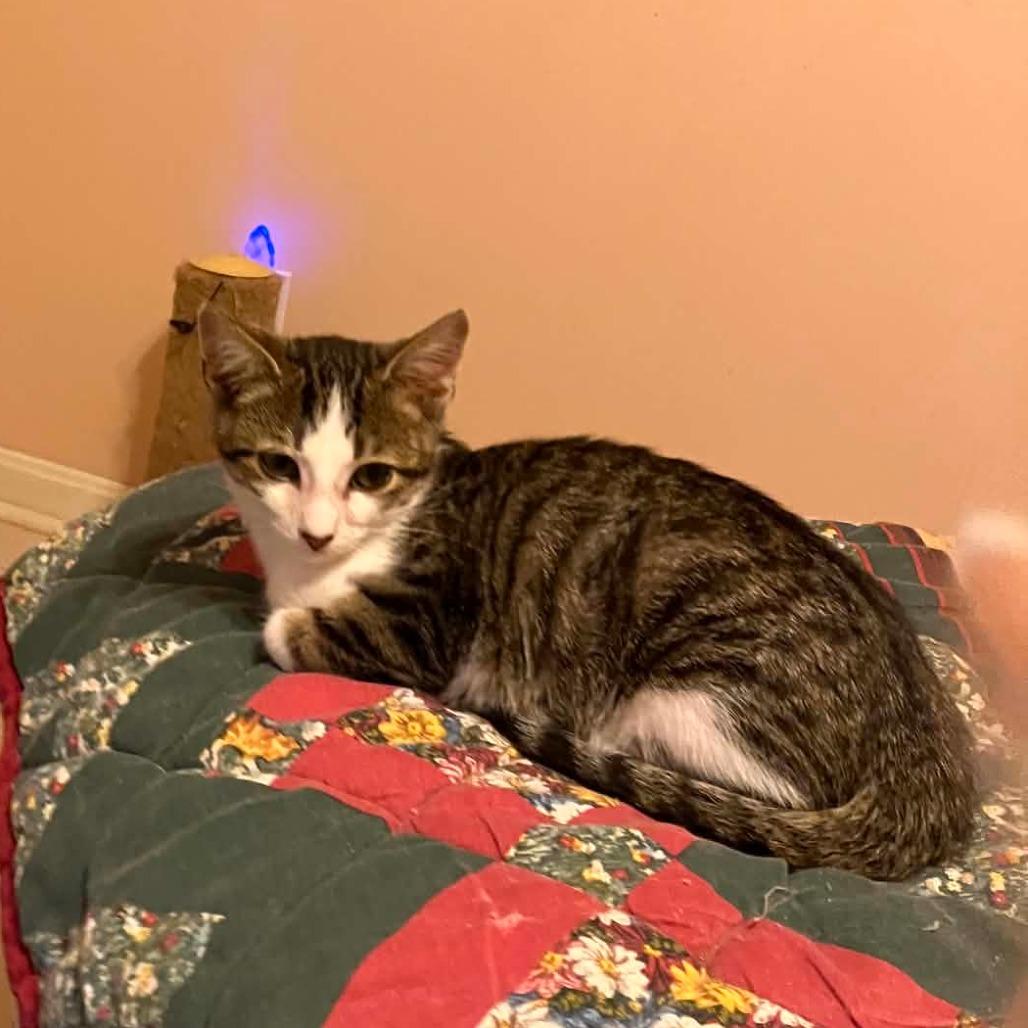 Enlarge Yalex, a Adoptable Domestic Short Hair in Jasper, IN image 4/4