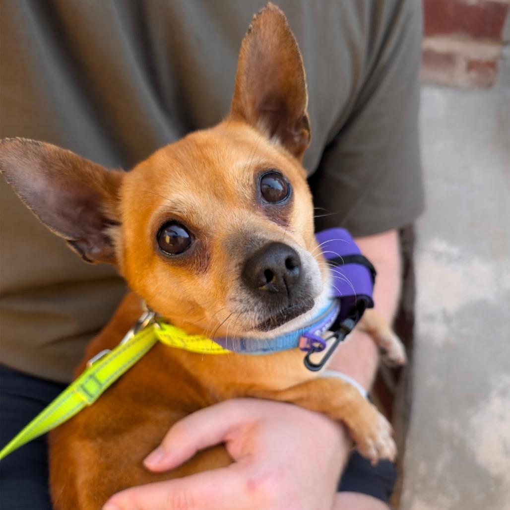Javier, Adoptable, Adult Male Chihuahua.
