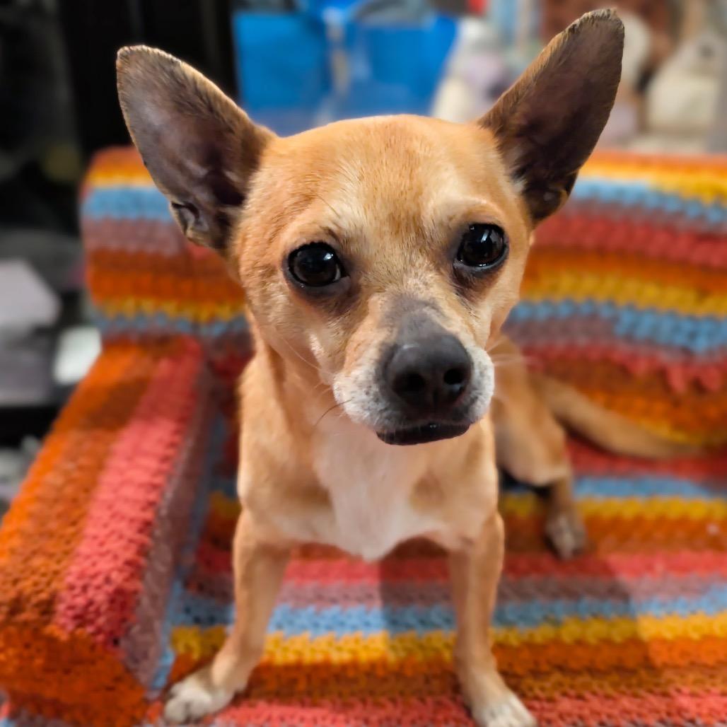 Javier, Adoptable, Adult Male Chihuahua.