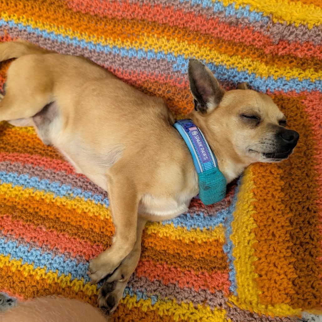 Enlarge Javier, a Adoptable mixed breed in Durham, NC image 3/6