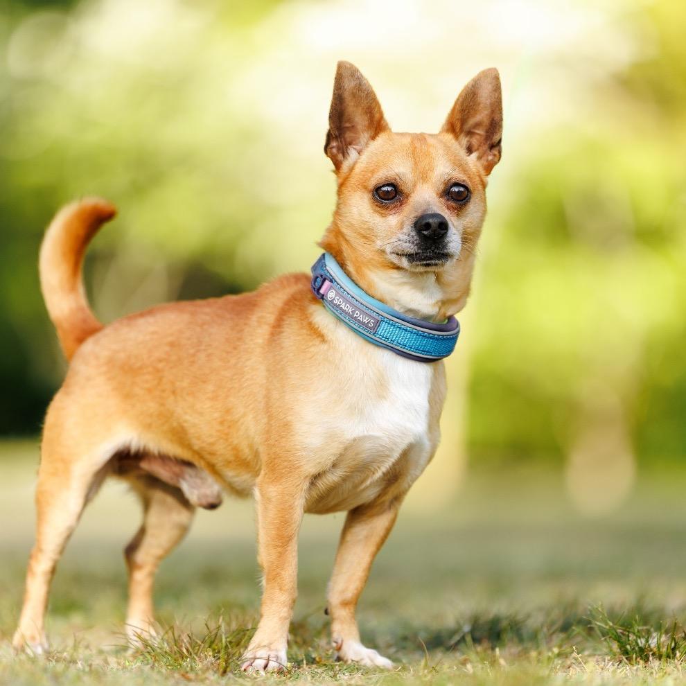 Enlarge Javier, a Adoptable mixed breed in Durham, NC image 3/6