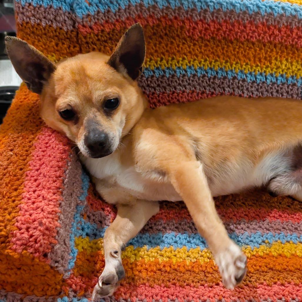 Enlarge Javier, a Adoptable mixed breed in Durham, NC image 4/6