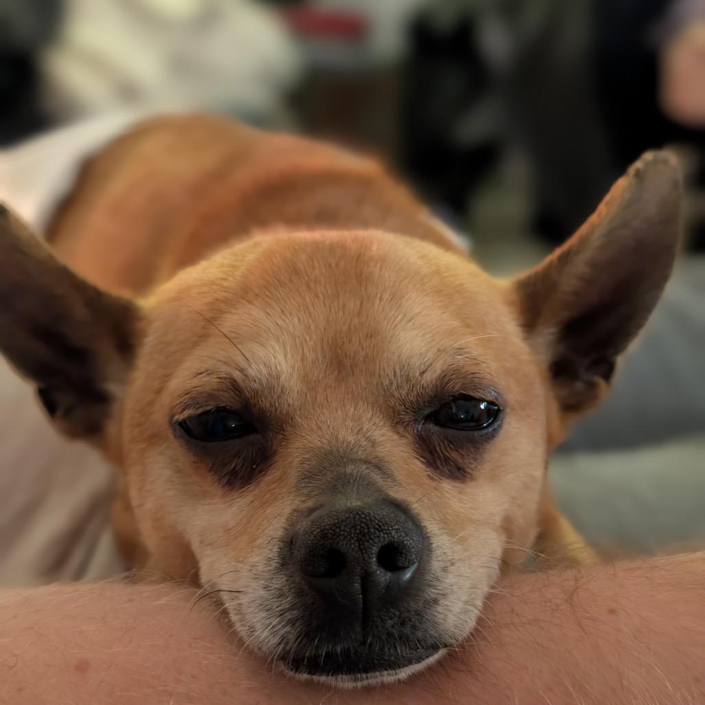 Enlarge Javier, a Adoptable mixed breed in Durham, NC image 5/6