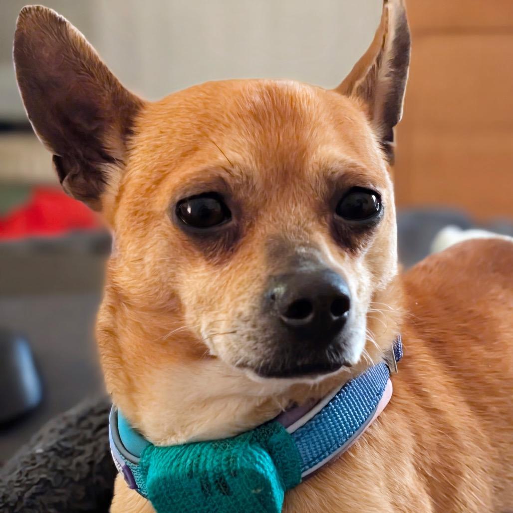 Enlarge Javier, a Adoptable mixed breed in Durham, NC image 6/6